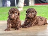 Chocolate Toy Poodle Yavrular