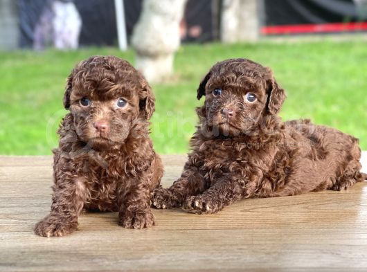 Chocolate Toy Poodle Yavrular görsel