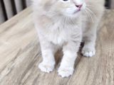 Saflan  Secereli Seceresiz Maine Coon Yavruları