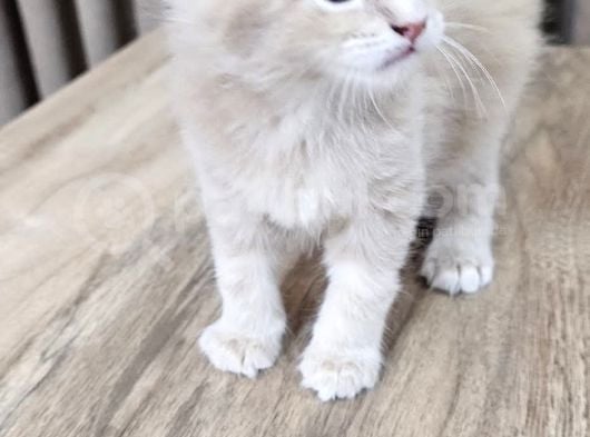 Saflan  Secereli Seceresiz Maine Coon Yavruları görsel
