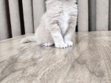 Saflan  secereli seceresiz maine coon yavruları