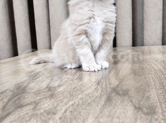 Saflan  Secereli Seceresiz Maine Coon Yavruları