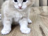 Saflan  Secereli Seceresiz Maine Coon Yavruları