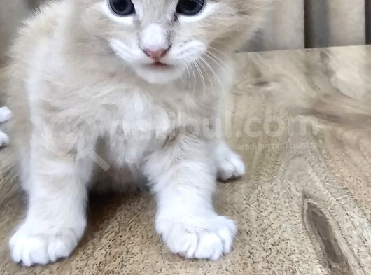 Saflan  Secereli Seceresiz Maine Coon Yavruları görsel
