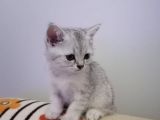 Efsane Güzelli̇kte Bri̇ti̇sh Shorthai̇r Yavrular