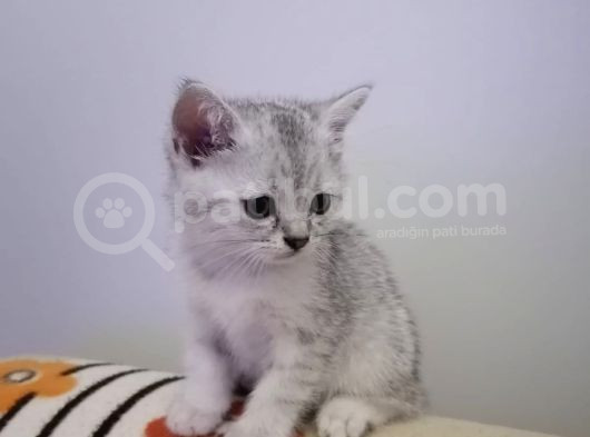 Efsane Güzelli̇kte Bri̇ti̇sh Shorthai̇r Yavrular görsel