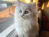 Beyaz mükemmel tatlılıkta cana yakın british longhair