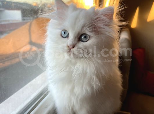 Beyaz Mükemmel Tatlılıkta Cana Yakın British Longhair