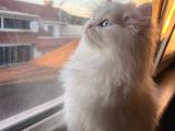 Beyaz Mükemmel Tatlılıkta Cana Yakın British Longhair