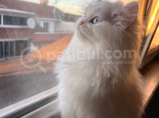 Beyaz Mükemmel Tatlılıkta Cana Yakın British Longhair görsel