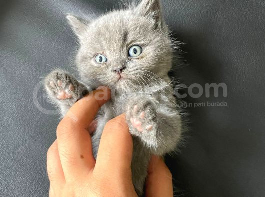 Ayı Kafa Tosun British Shorthair Bebekler