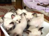 Erkek Siyam Yavrusu Evinizin Neşesi Olacak
