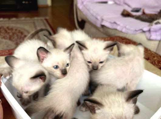 Erkek Siyam Yavrusu Evinizin Neşesi Olacak görsel