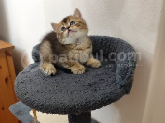 Sevimli Patiler 3 görsel