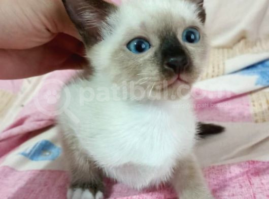 Erkek Siyam Yavrusu Evinizin Neşesi Olacak görsel