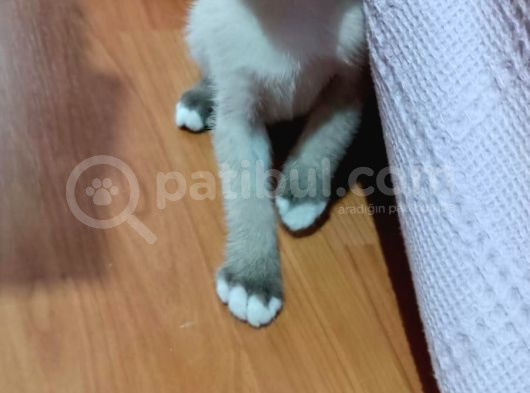 Erkek Siyam Yavrusu Evinizin Neşesi Olacak görsel