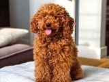 Kıpkırmızı Red Tooy Poodle Sevimli Yavrular 