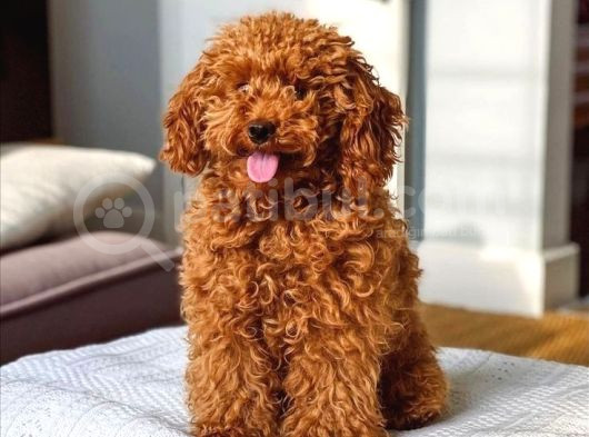 Kıpkırmızı Red Tooy Poodle Sevimli Yavrular  görsel