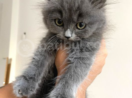 Ayı Kafa Tosun British Shorthair Bebekler görsel
