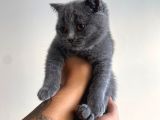 Ayı Kafa Tosun British Shorthair Bebekler
