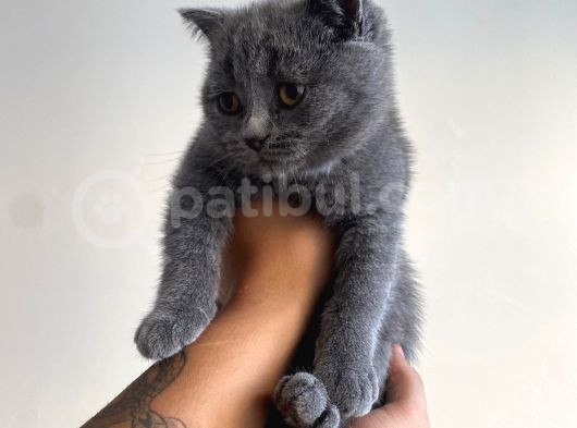 Ayı Kafa Tosun British Shorthair Bebekler görsel
