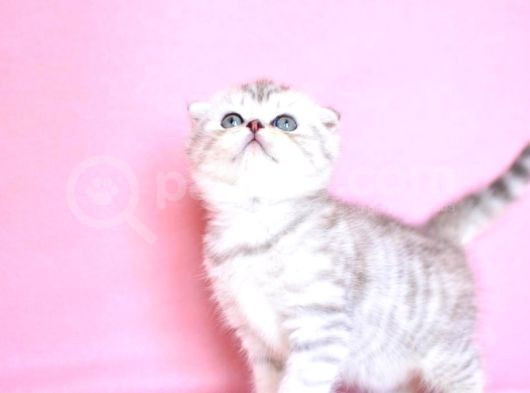 Asil Soydan Silver Scottishfold görsel