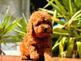 Gerçek Dark Red Brown Toy Poodle Yavrularimiz