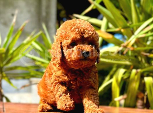 Gerçek Dark Red Brown Toy Poodle Yavrularimiz görsel