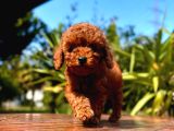 Gerçek Dark Red Brown Toy Poodle Yavrularimiz