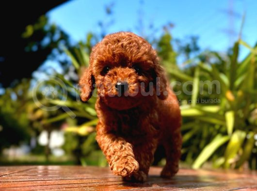 Gerçek Dark Red Brown Toy Poodle Yavrularimiz görsel