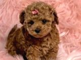 Tooy poodle cinsi yavrular Dişi erkek mevcuttur 