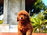 Gerçek Dark Red Brown Toy Poodle Yavrularimiz