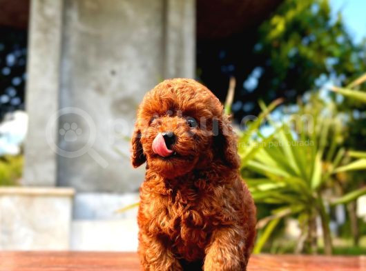 Gerçek Dark Red Brown Toy Poodle Yavrularimiz görsel