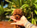 Gerçek Dark Red Brown Toy Poodle Yavrularimiz