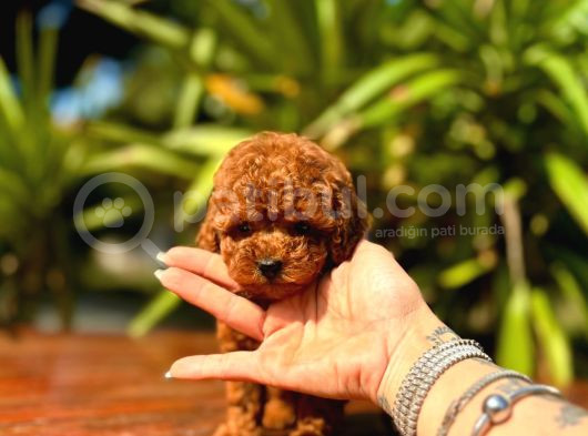 Gerçek Dark Red Brown Toy Poodle Yavrularimiz görsel