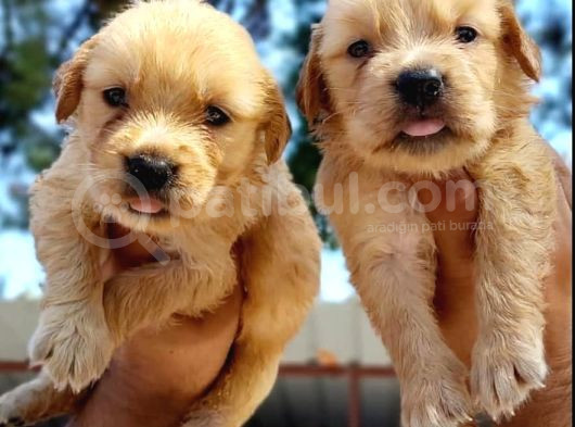 Bebek Yüz Golden Yavrular Erkek Ve Dişi görsel