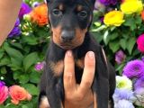 Doberman yavrularimiz
