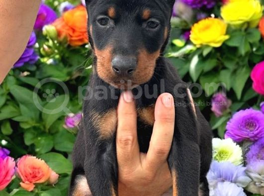Doberman Yavrularimiz