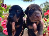 Doberman Yavrularimiz