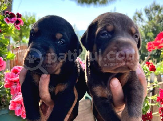 Doberman Yavrularimiz görsel
