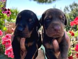Doberman Yavrularimiz