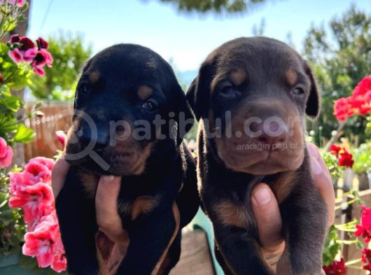 Doberman Yavrularimiz görsel