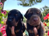 Doberman Yavrularimiz