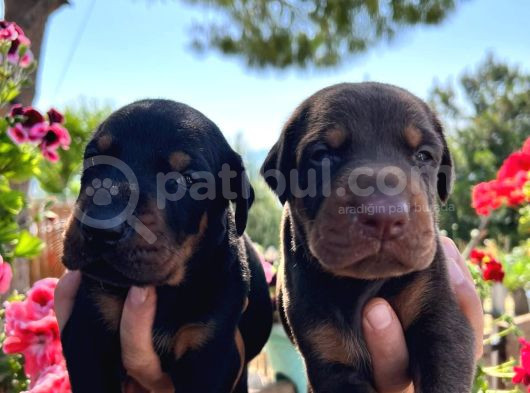 Doberman Yavrularimiz görsel