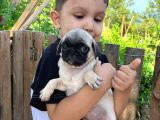 Pug yavrularımız
