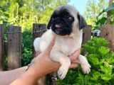 Pug Yavrularımız