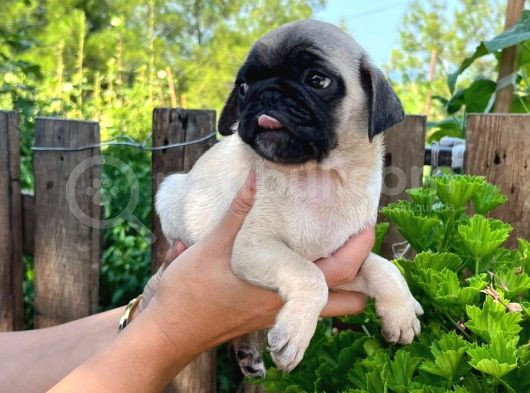 Pug Yavrularımız görsel