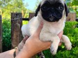Pug Yavrularımız