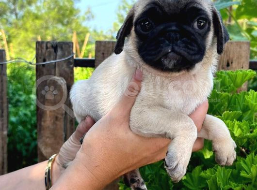 Pug Yavrularımız görsel