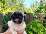 Pug Yavrularımız